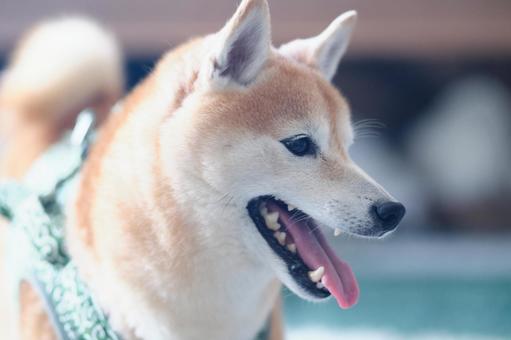 柴犬 柴犬の写真