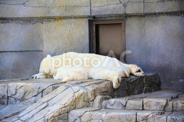 Polar bear parent and child nap, JPG Polar bear parent and child nap, polar bear, polar bears, parenting, JPG