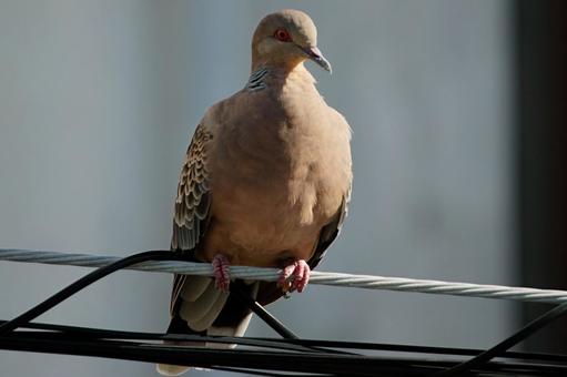 キジバト キジバト キジバト,鳥,鳩の写真素材