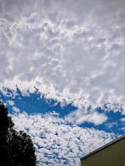 鱗雲と青空 鱗雲と青空の写真