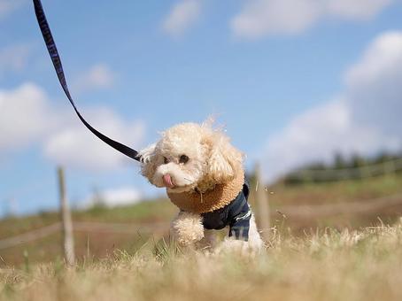 お散歩トイプードル 犬,トイプードル,小型犬の写真素材