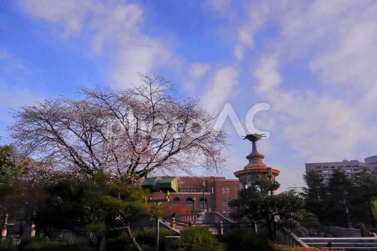 青空の桜と噴水塔 桜,さくら,噴水塔の写真素材