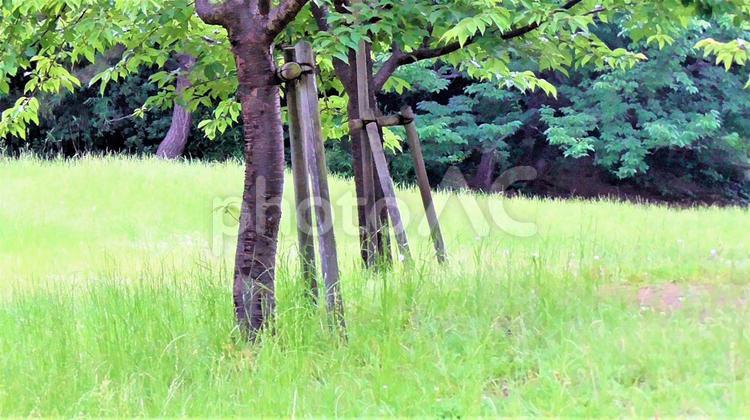 木と芝生 木,植物,草の写真素材