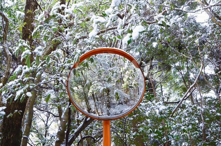 冬の樹木 雪,冬,森林の写真素材