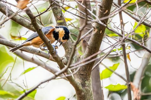 ヤマガラ(63) ヤマガラ(63) 野鳥,ヤマガラ,スズメ目の写真素材