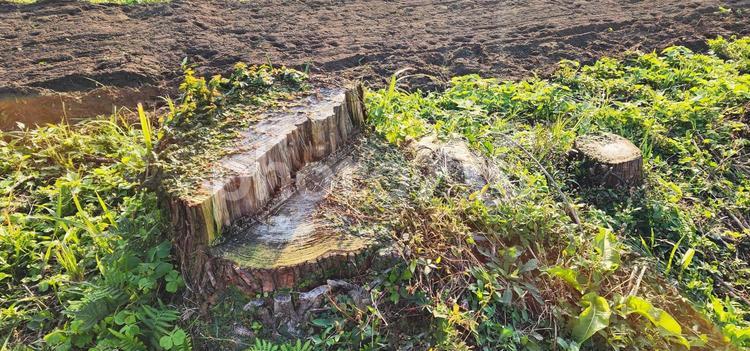 杉の木の切り株 杉の木,木,切り株の写真素材