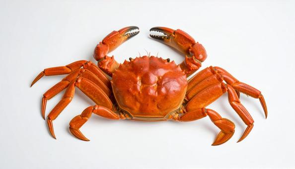 カニ カニの写真