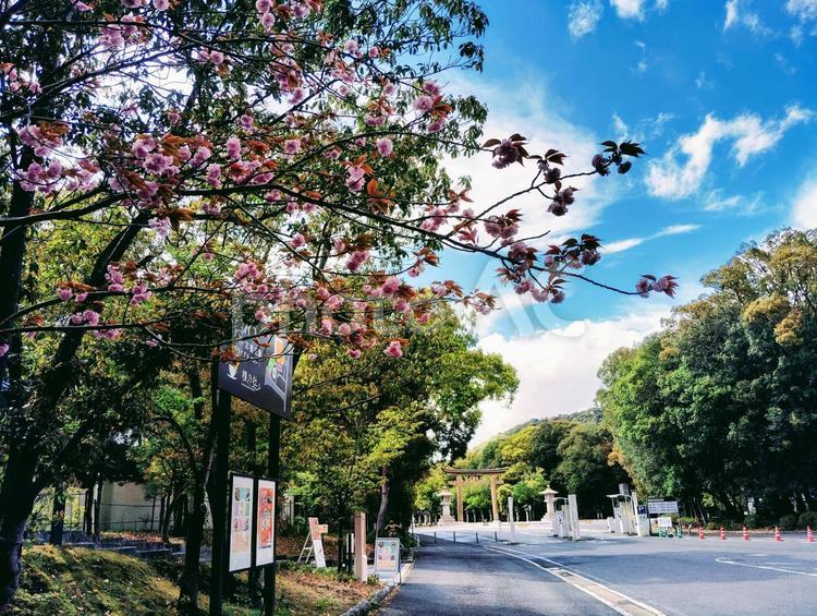 橿原神宮前の桜 橿原神宮,春,奈良県の写真素材