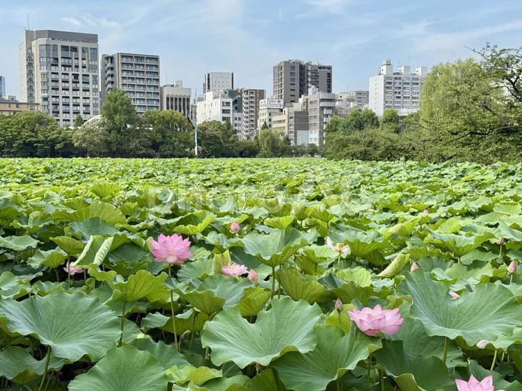 上野不忍池蓮池　7月　ハスが開花 蓮の花,開花,早朝の写真素材