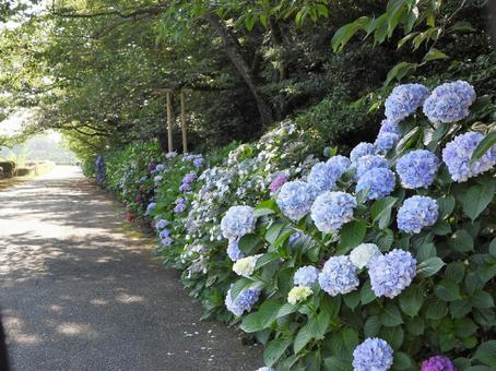 Photo, landscape, walking path, road, 
