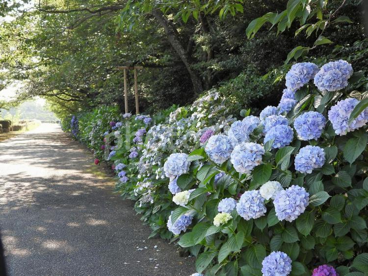 アジサイの花が咲く散歩道 風景,散歩道,道の写真素材