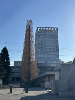 ビルと銀杏 ビルと銀杏の写真