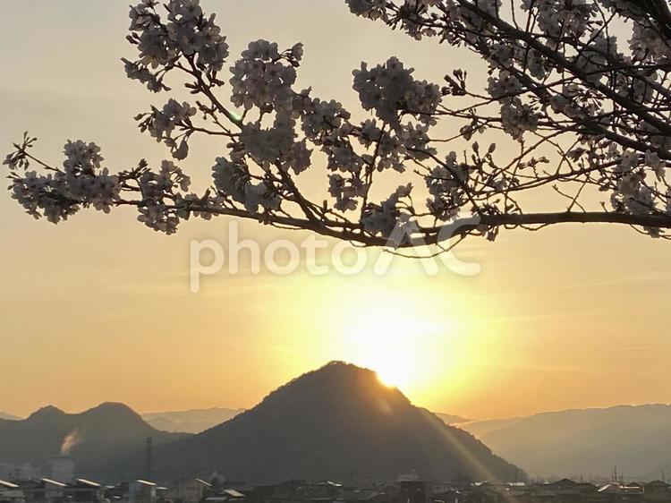 桜と夕日 シルエットで映す,屋外で,木の写真素材