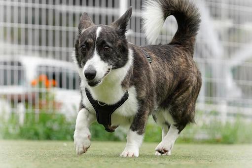 ドッグランで走るコーギー ドッグランで走るコーギー 犬,コーギー,ウェルシュコーギーペンブローグの写真素材