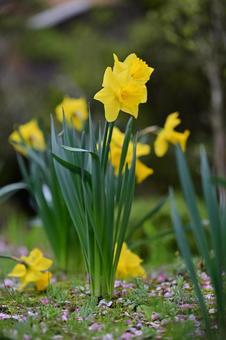 Flowers along the Shogawa River, JPG