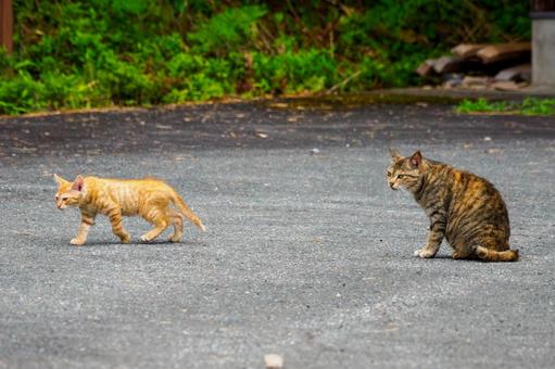 猫(155) 猫(155)の写真