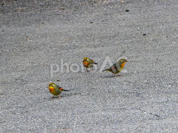 道端で群れるソウシチョウ ソウシチョウ,鳥,鳥類の写真素材
