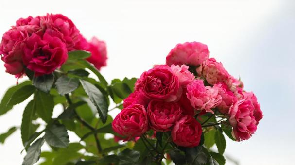 河津バカテル公園　秋バラ 薔薇,秋,花の写真素材