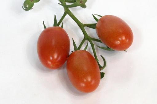 ミニトマト完熟収穫 ミニトマト完熟収穫の写真