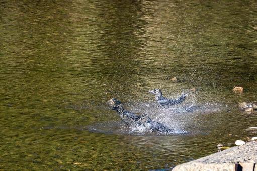 カラスの水浴び⑿ カラスの水浴び⑿ 鳥,野鳥,カラスの写真素材