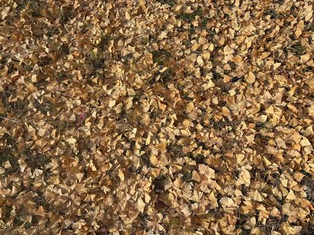 地面を覆うイチョウの落ち葉　銀杏　秋 銀杏,イチョウ,落ち葉の写真素材