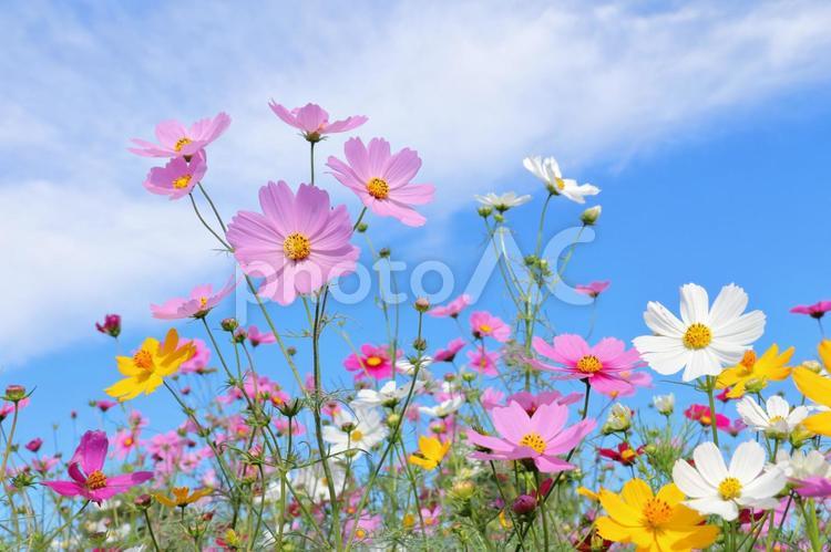 カラフルな秋のコスモス コスモス,秋,コスモス畑の写真素材