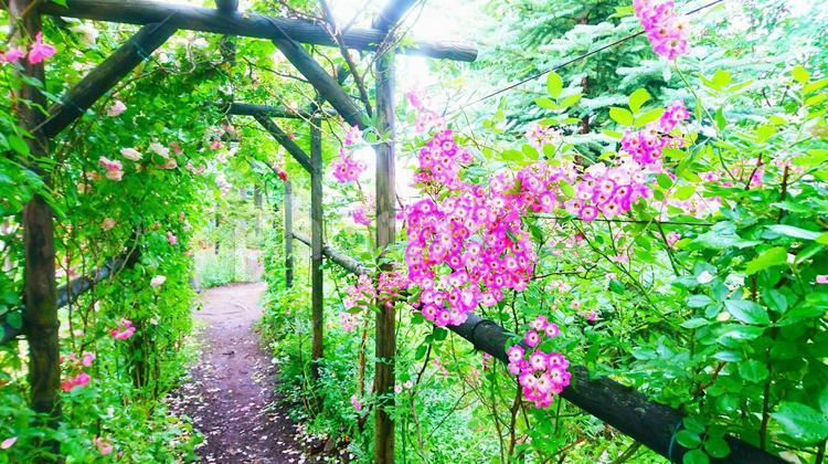 爽やかな花のある風景 花,庭園,植物の写真素材