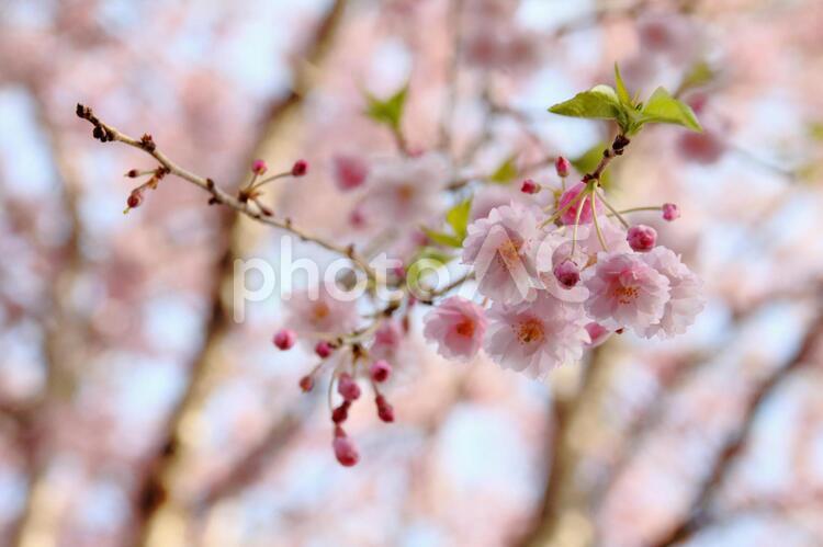 しだれ桜 しだれ桜,枝垂桜,シダレ桜の写真素材
