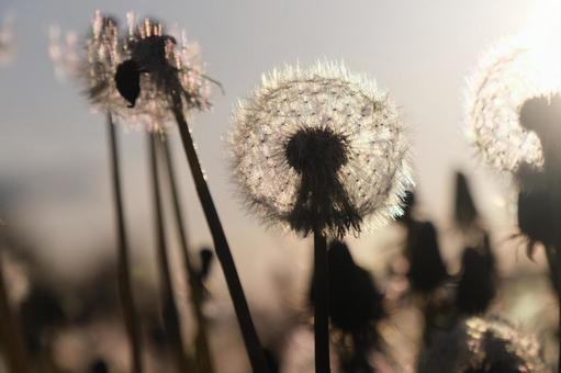 Dandelion, JPG Dandelion, JPG