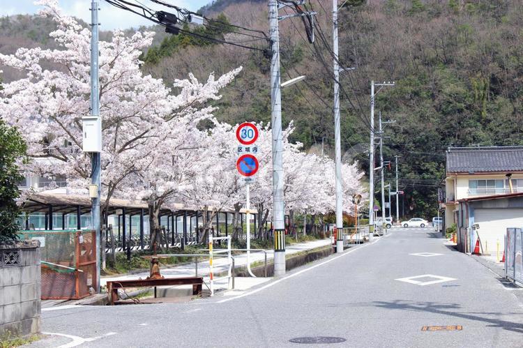 学校周辺の風景 桜,さくら,サクラの写真素材
