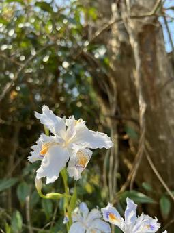 Photo, flower, shaga, a flower, 