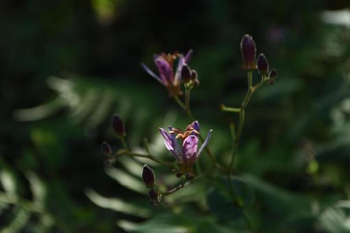 秋の花:ホトトギス15 秋の花:ホトトギス15の写真