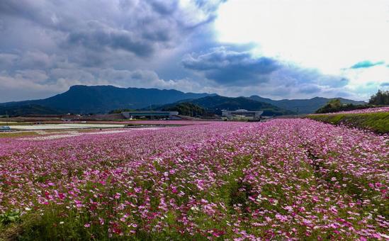 コスモス園 コスモス園の写真