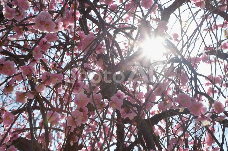 輝く太陽と優美なピンクのしだれ梅 しだれ梅,ウメ,梅の写真素材