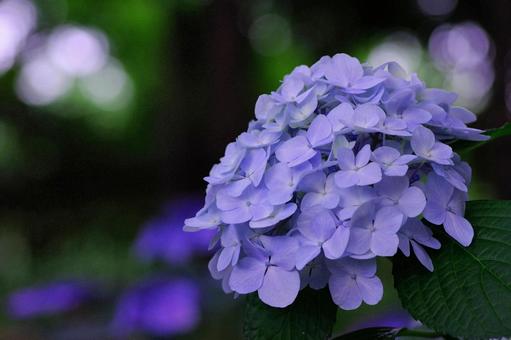 アジサイ 梅雨に咲く 夏の花 紫陽花 アジサイ 梅雨に咲く 夏の花 紫陽花 アジサイ,梅雨に咲く,夏の花の写真素材