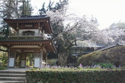 浄智寺 鎌倉,寺,山寺の写真素材