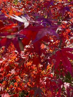 真っ赤な紅葉の葉っぱ 紅葉,葉っぱ,赤色の写真素材