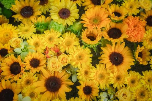 ひまわりの花手水 ひまわりの花手水 ひまわり,向日葵,花の写真素材