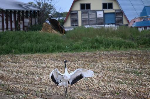 羽を広げている鶴 鶴,木,気持ちいの写真素材