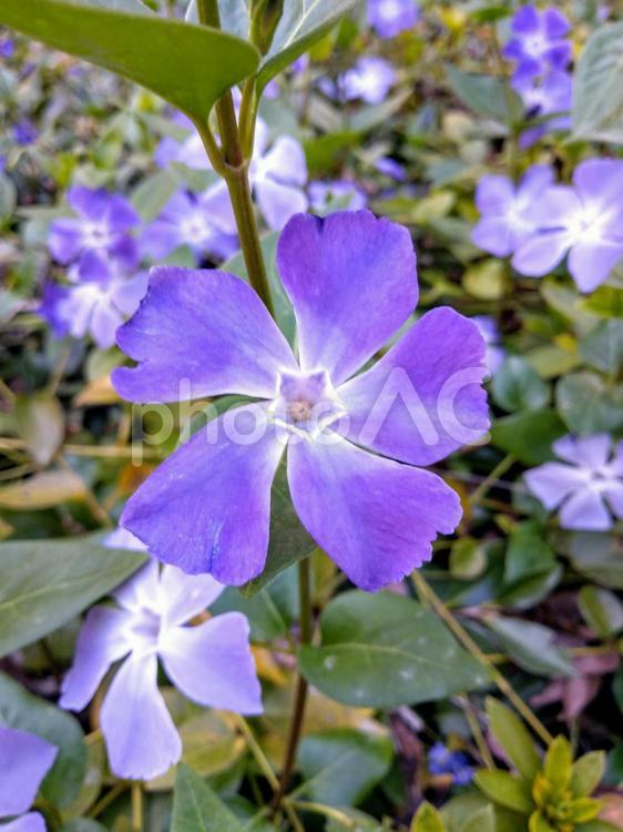 4月の花壇！ツルニチニチソウ（蔓日日草)の花 植物,花,ガーデニングの写真素材