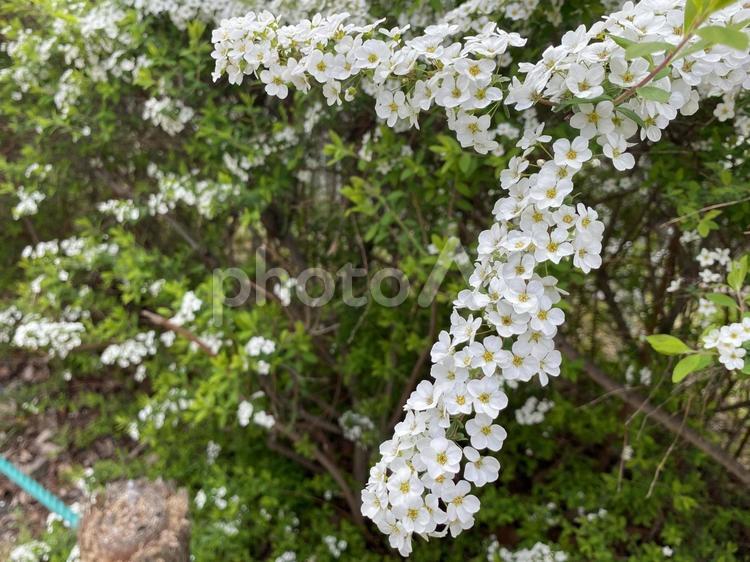 住宅街の春の花09 きれい,キレイ,美しいの写真素材