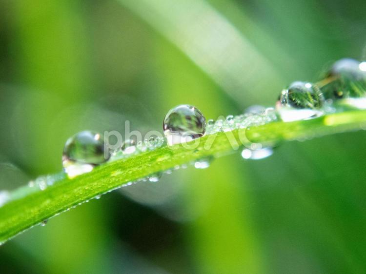 草の上に乗った水玉 草,水滴,グリーンの写真素材