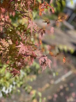 紅葉 紅葉の写真