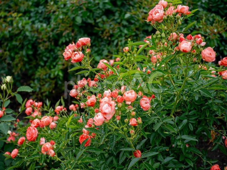 群生している淡いピンクの小さな薔薇 薔薇,バラ,ばらの写真素材