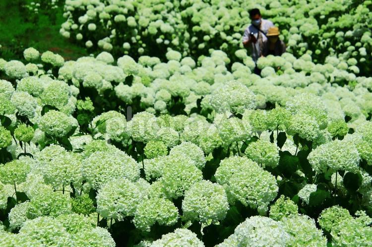 夏の公園のイメージ 夏,紫陽花,あじさいの写真素材