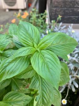 バジルの葉 バジルの葉 バジル,植物,葉の写真素材
