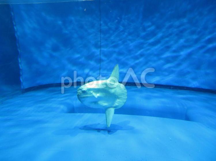 マンボウ マンボウ,水族館,魚の写真素材