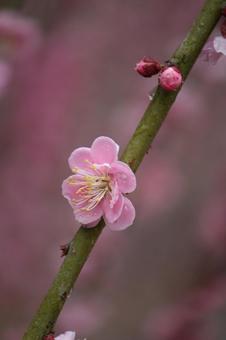 Photo, ume, flower, spring, 