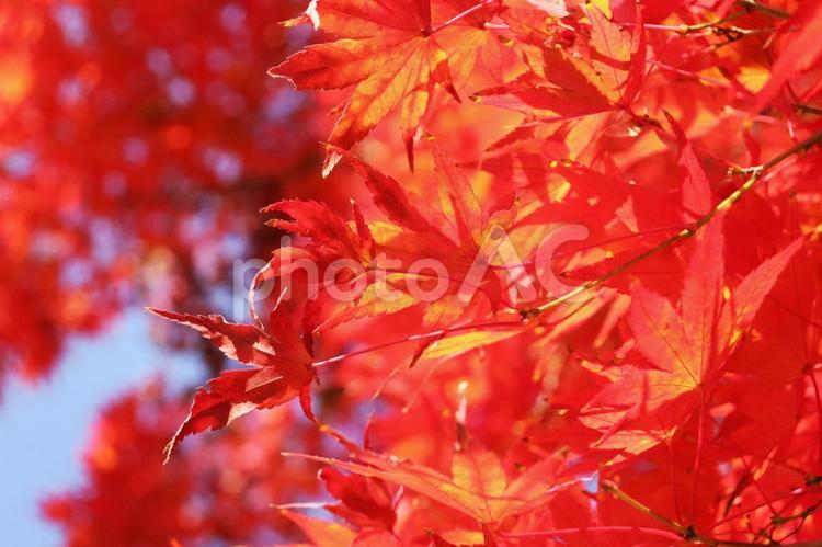 鮮やかな秋の風景　紅葉 紅葉,モミジ,もみじの写真素材