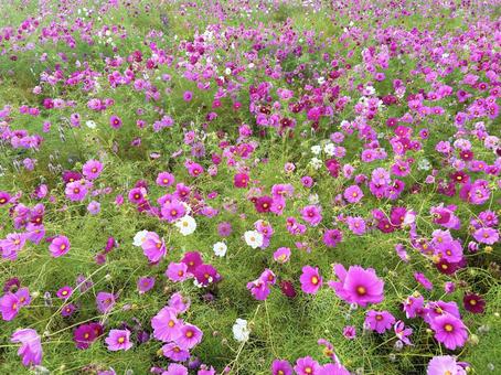 色とりどりのコスモスの群生 色とりどりのコスモスの群生の写真
